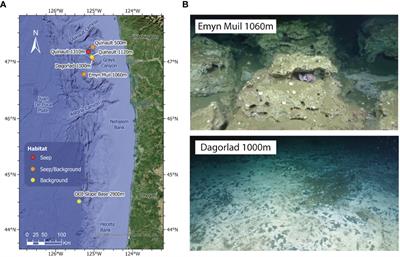 Integration of untargeted metabolomics and microbial community analyses to characterize distinct deep-sea methane seeps